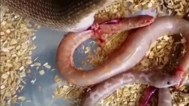 Змея В Пизде Порно Видео
