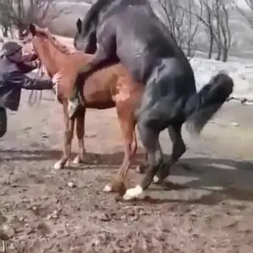 конский pussy секс 